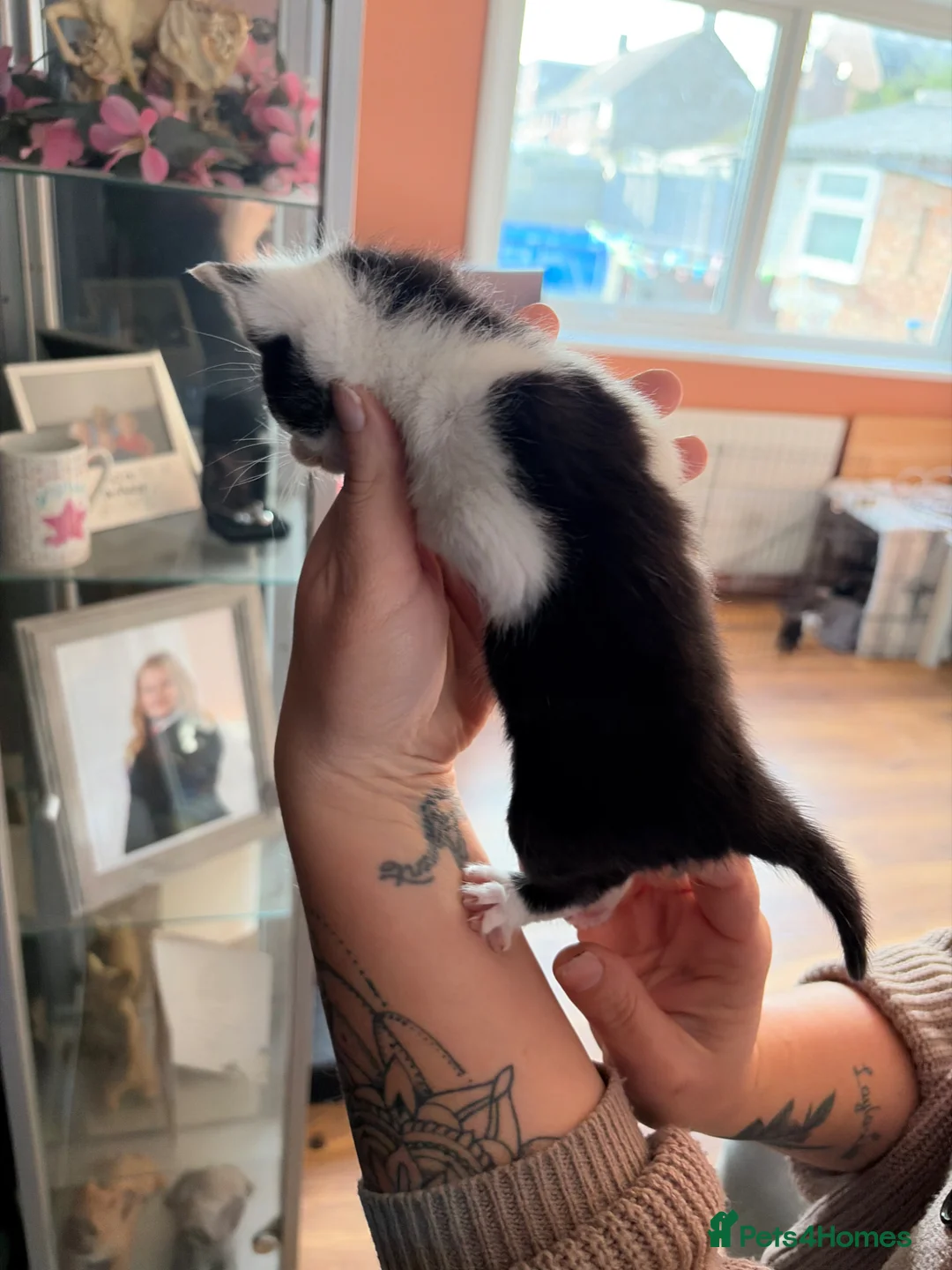 Mixed Breed cats for sale: Beautiful calico and black and white kittens - Advert 12