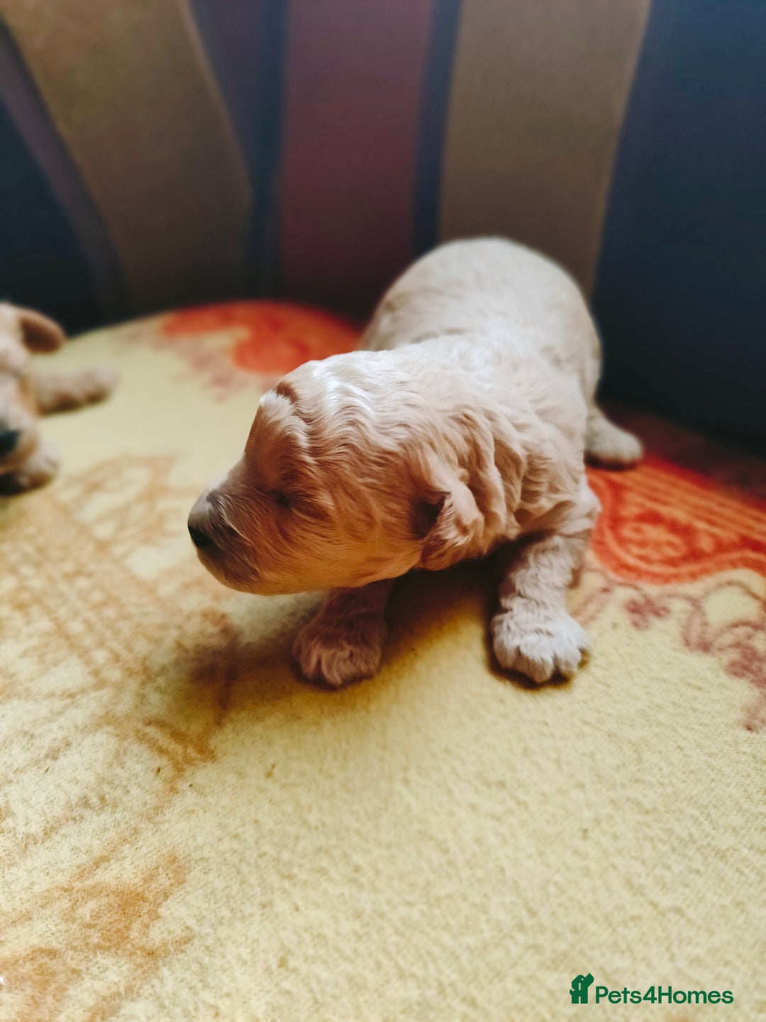 Cavapoo dogs for sale: Exquisite Cavapoo Boy and Girl, Red and Apricot,   - Image 12