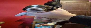 Springador 1