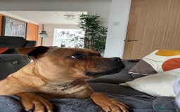 Staffordshire Bull Terrier dogs for sale: beautiful female red Staffordshire bullterrier - Image 2