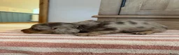 Miniature Dachshund dogs for sale: KC Long Haired Miniature Dachshund Puppies - Advert 7