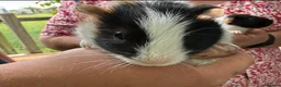 Guinea Pig rodents for sale: 2 x Boy Guinea Pigs - Advert 4