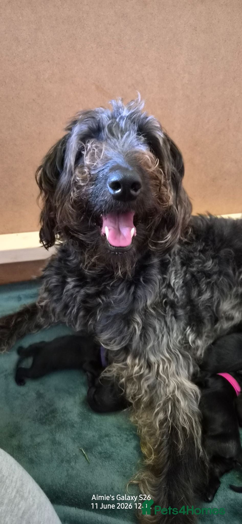 Double Doodle dogs Double doodle puppies 🐶 - Advert 7