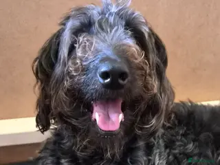 Double Doodle dogs Double doodle puppies 🐶 (hypoallergenic) - Advert 11