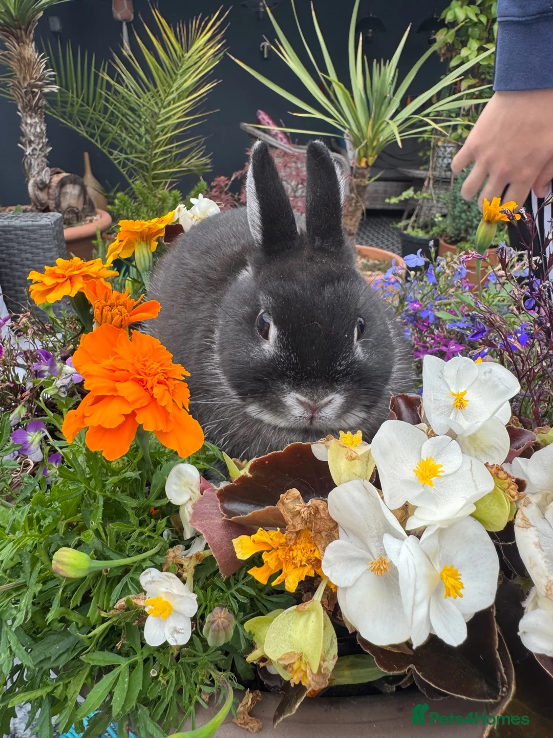 Netherland Dwarf rabbits for sale:  Young Netherland dwarf Black Buck - Advert 9