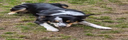 Border Collie dogs for sale: 17 months - lovely Border. in Milton Keynes - Advert 2