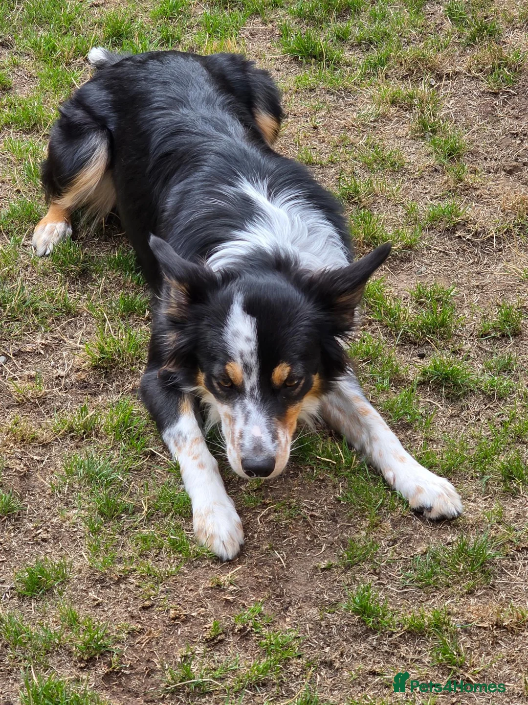Border Collie dogs for sale: 17 months - lovely Border. in Milton Keynes - Advert 2