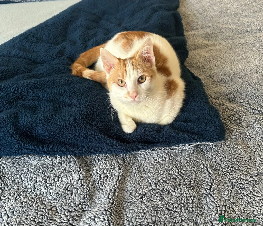 Domestic Shorthair cats for sale: Cute domestic shorthair  - Advert 1