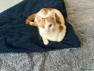 Domestic Shorthair cats Cute domestic shorthair - Advert 2