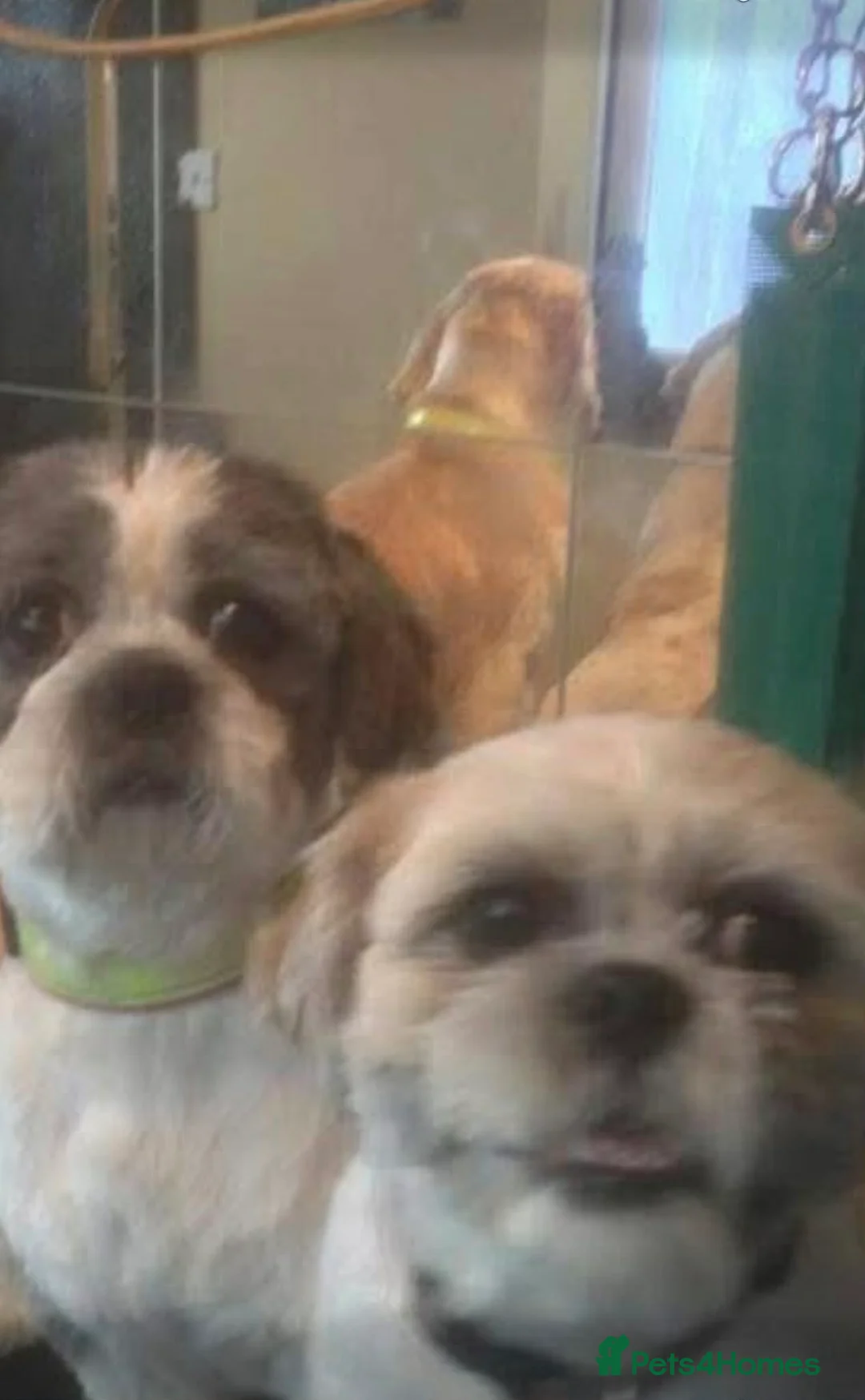 Shih Tzu dogs for sale: Beautiful Shih Tzu  in Manchester - Advert 3