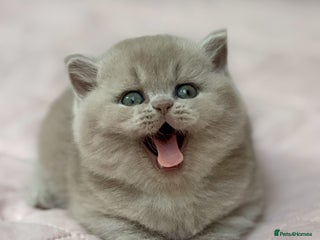 British Shorthair cats Fawn tortie female kitten ready mild Jan - Advert 3