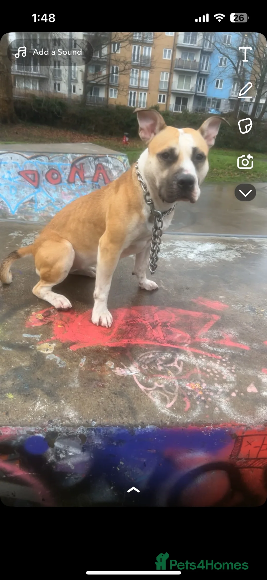 Staffordshire Bull Terrier dogs for sale: Beautiful long legged Staff Litter - Advert 1