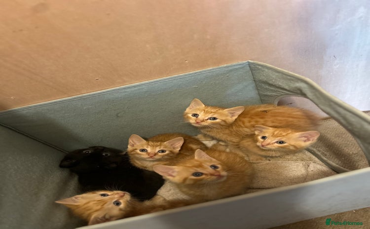 Domestic Shorthair cats - Advert 2
