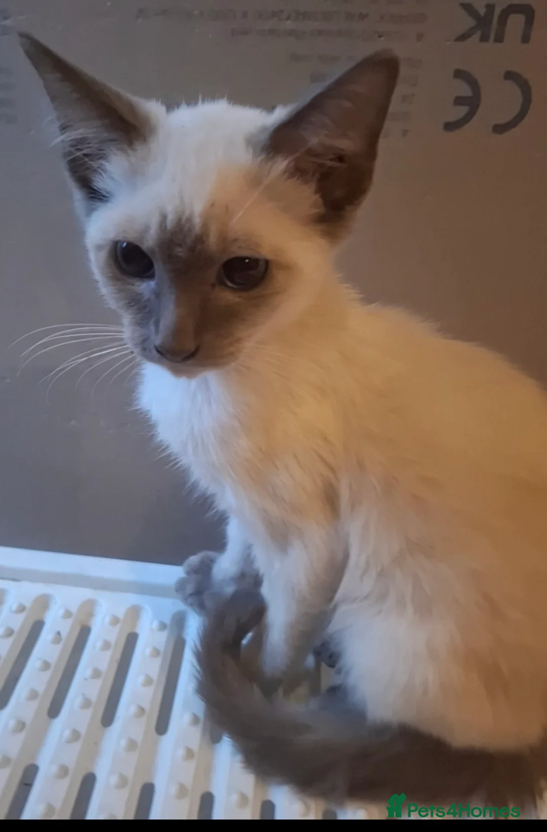 Siamese cats for sale: 4 pure breed simese seal point kittens/therapy pet - Advert 5