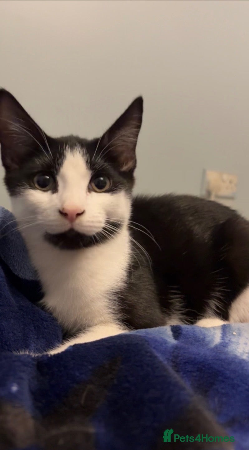 Mixed Breed cats cute soft boy kitten ready to find a loving home - Advert 1