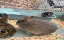Netherland Dwarf rabbits for sale: Bunnies Netherland Dwarf Rabbits - Image 18