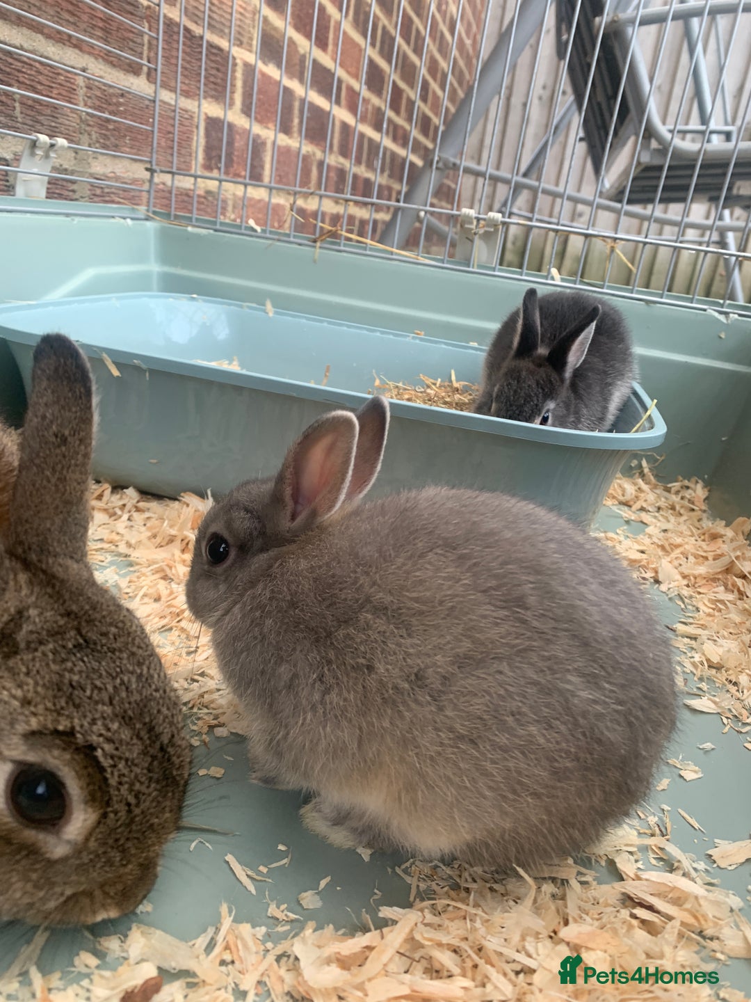 Netherland Dwarf rabbits for sale: Bunnies Netherland Dwarf Rabbits - Image 18