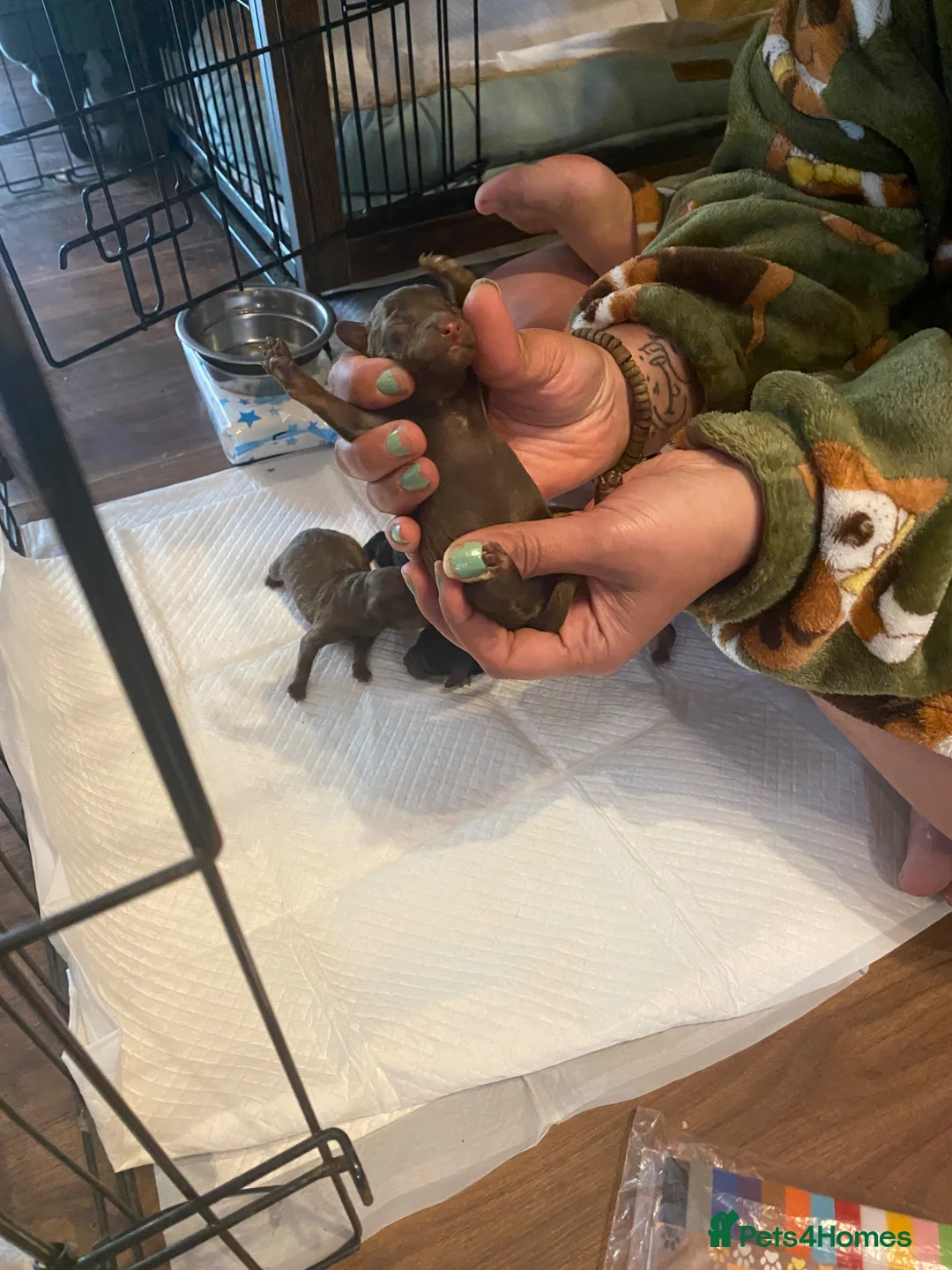 Toy Poodle dogs for sale: Beautiful litter of toy poodles  - Advert 2