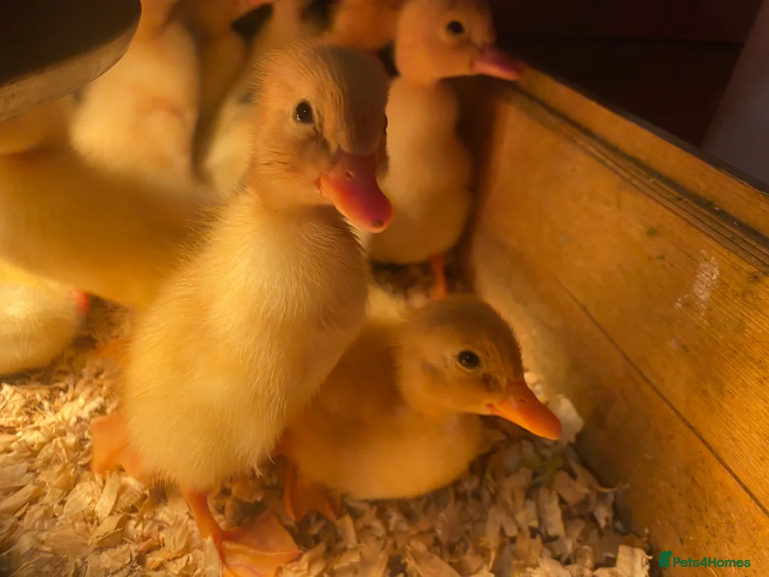 Mixed Breed poultry for sale: Day old ducklings and other poultry available - Advert 1