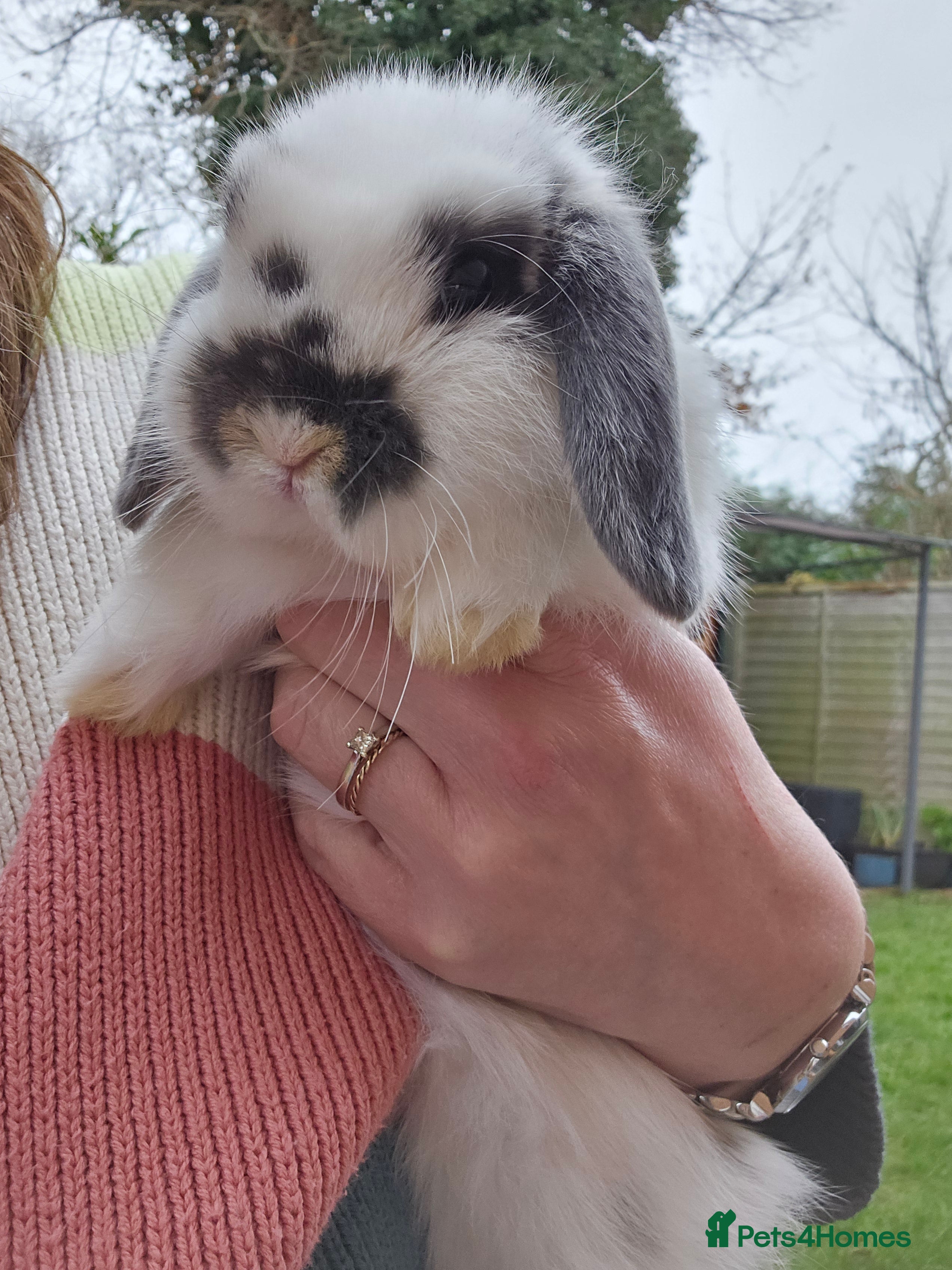 Mini Lop rabbits Gorgeous little boy mini lop 💙 - Advert 2
