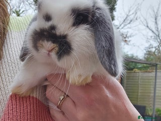 Mini Lop rabbits Gorgeous little boy mini lop 💙 - Advert 18