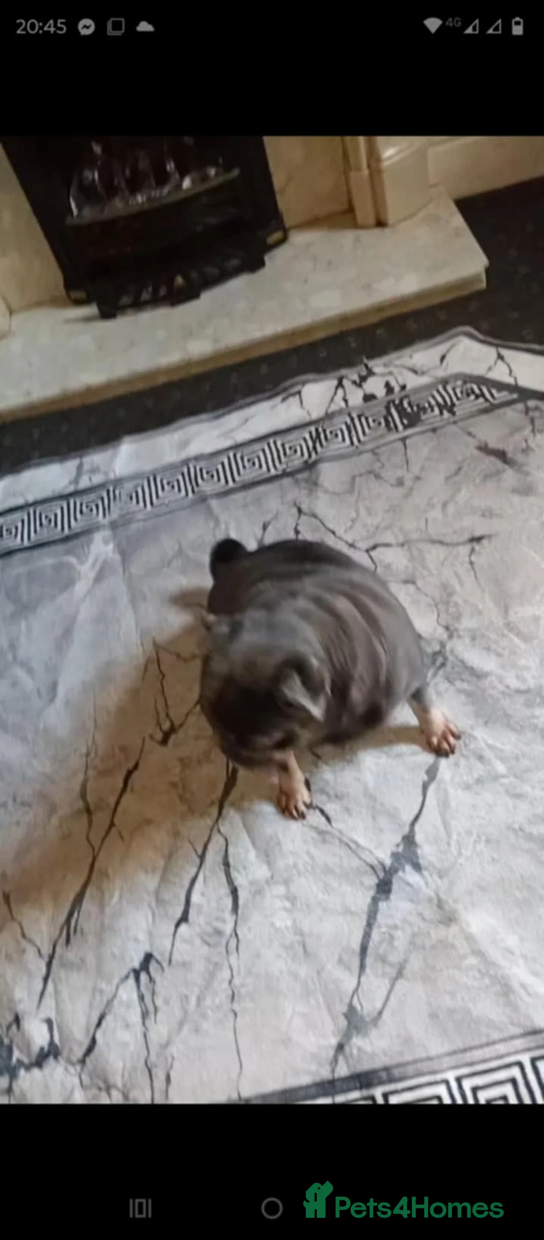 Pug dogs for sale:  3 years female pug - Advert 3