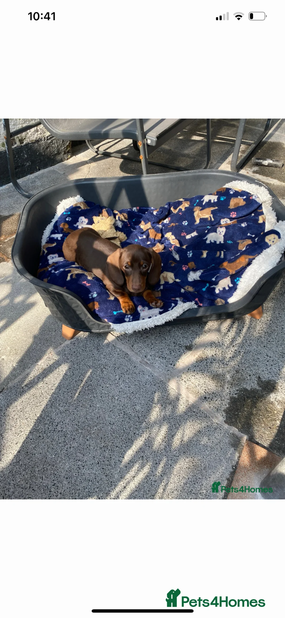 Miniature Dachshund dogs for sale: Miniature dachshund 14wks female  in Nuneaton - Advert 7
