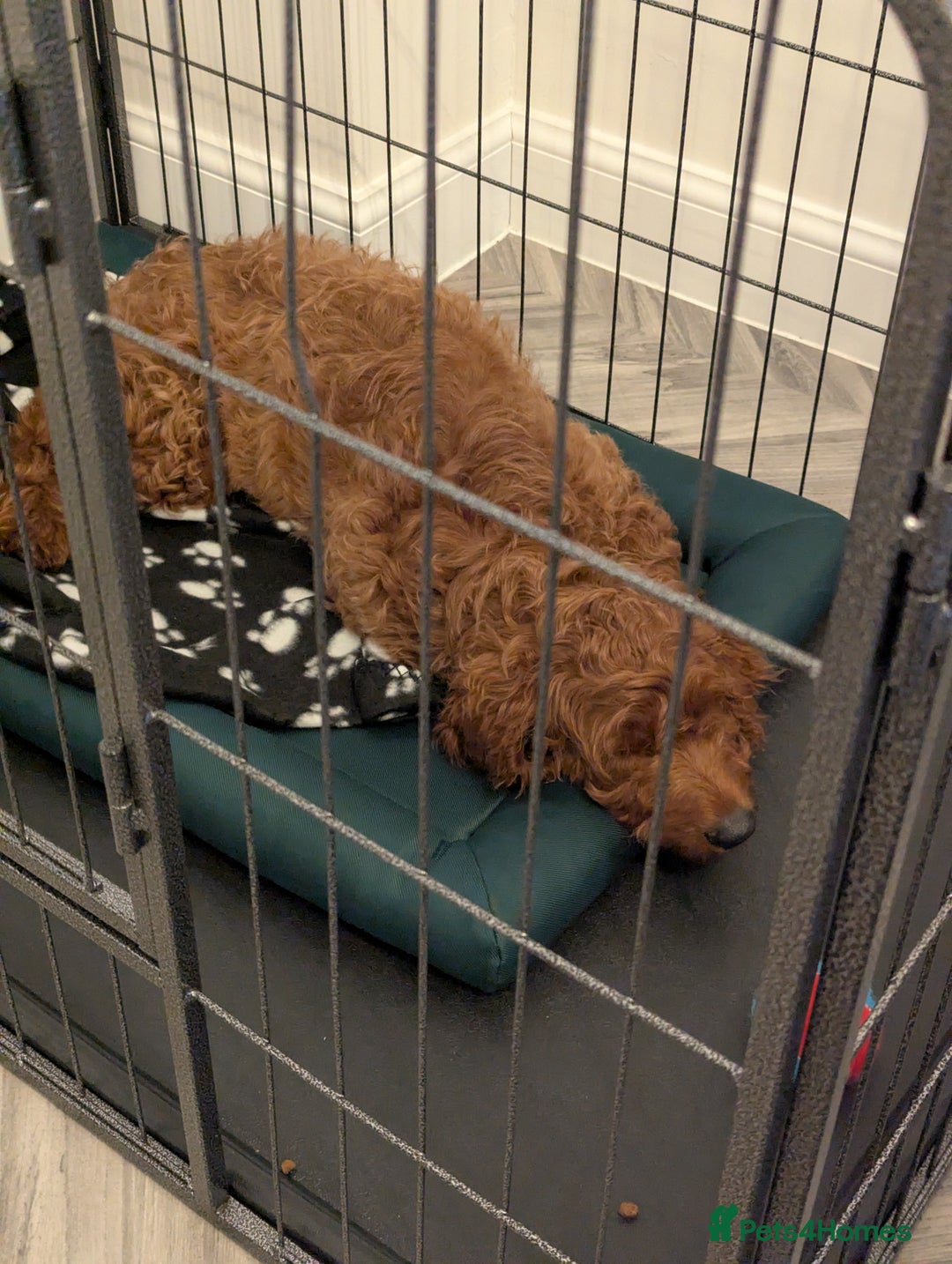 Mini Goldendoodle dogs for sale: Miniature Golden Doodle for sale - Advert 4