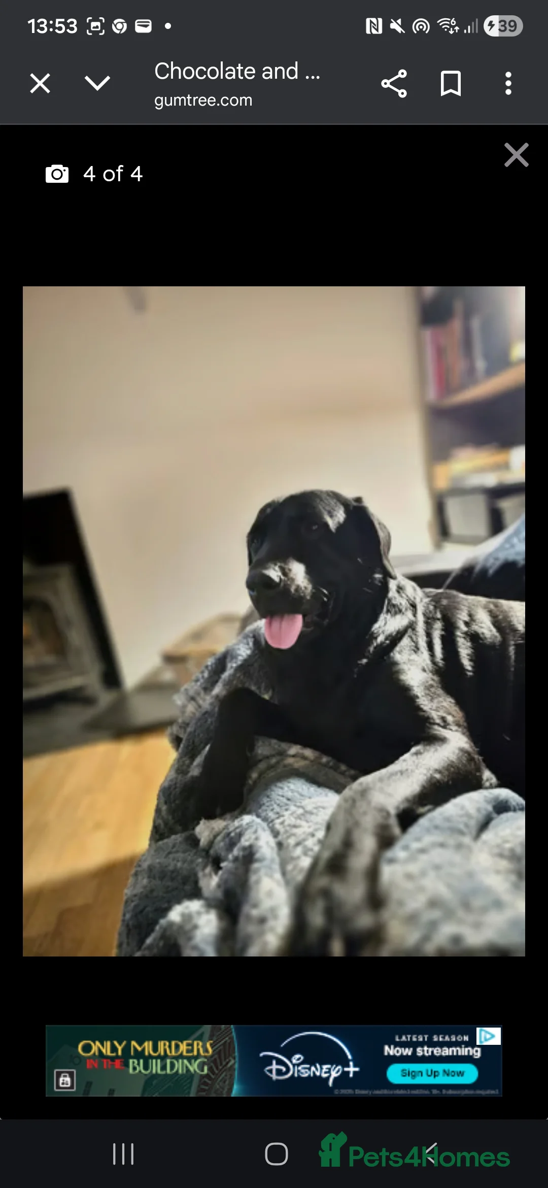 Labrador Retriever dogs for sale: Labrador retriever  - Advert 3