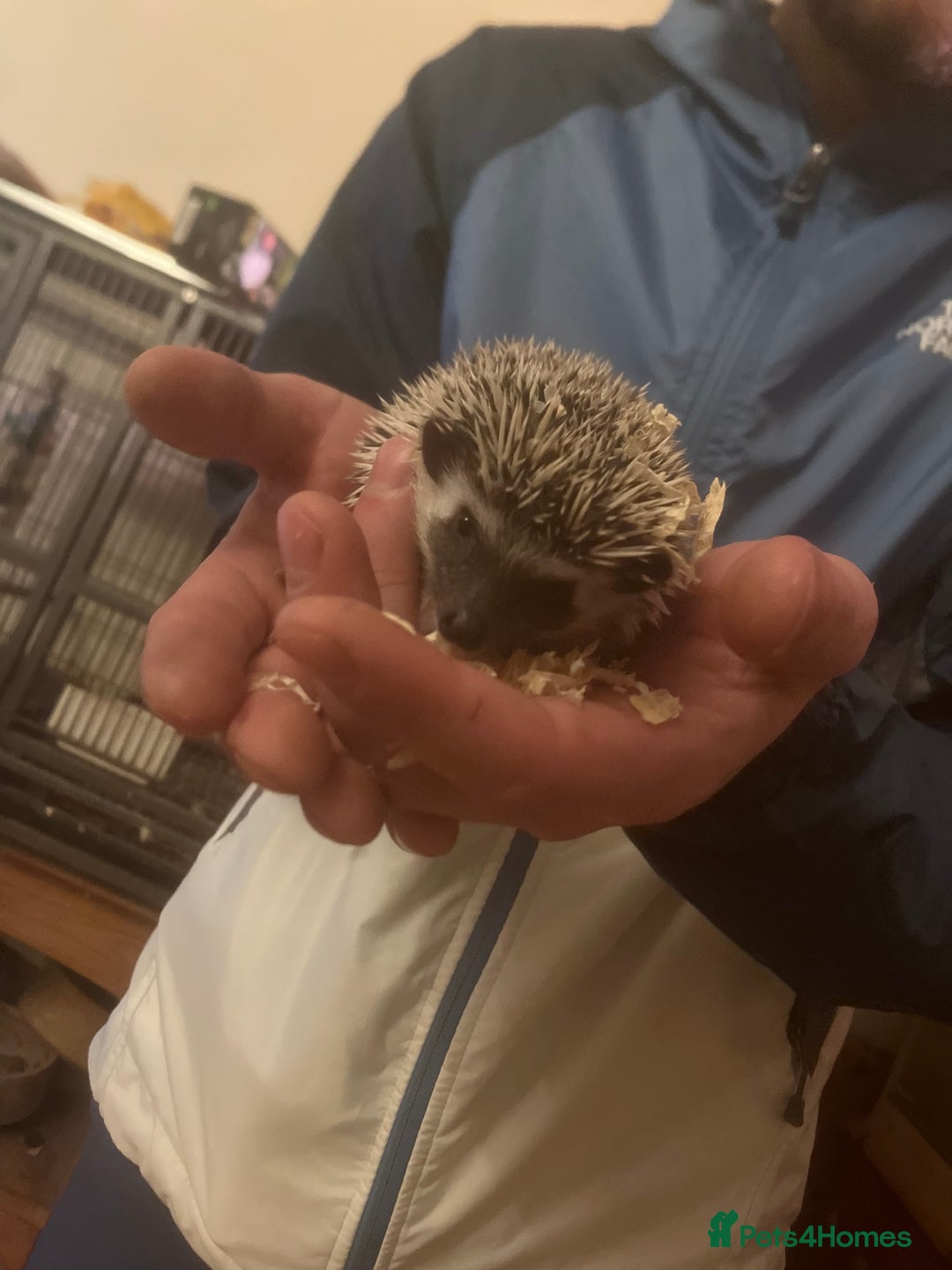 Pygmy Hedgehog rodents for sale: Pygmy hedgehog  - Advert 4