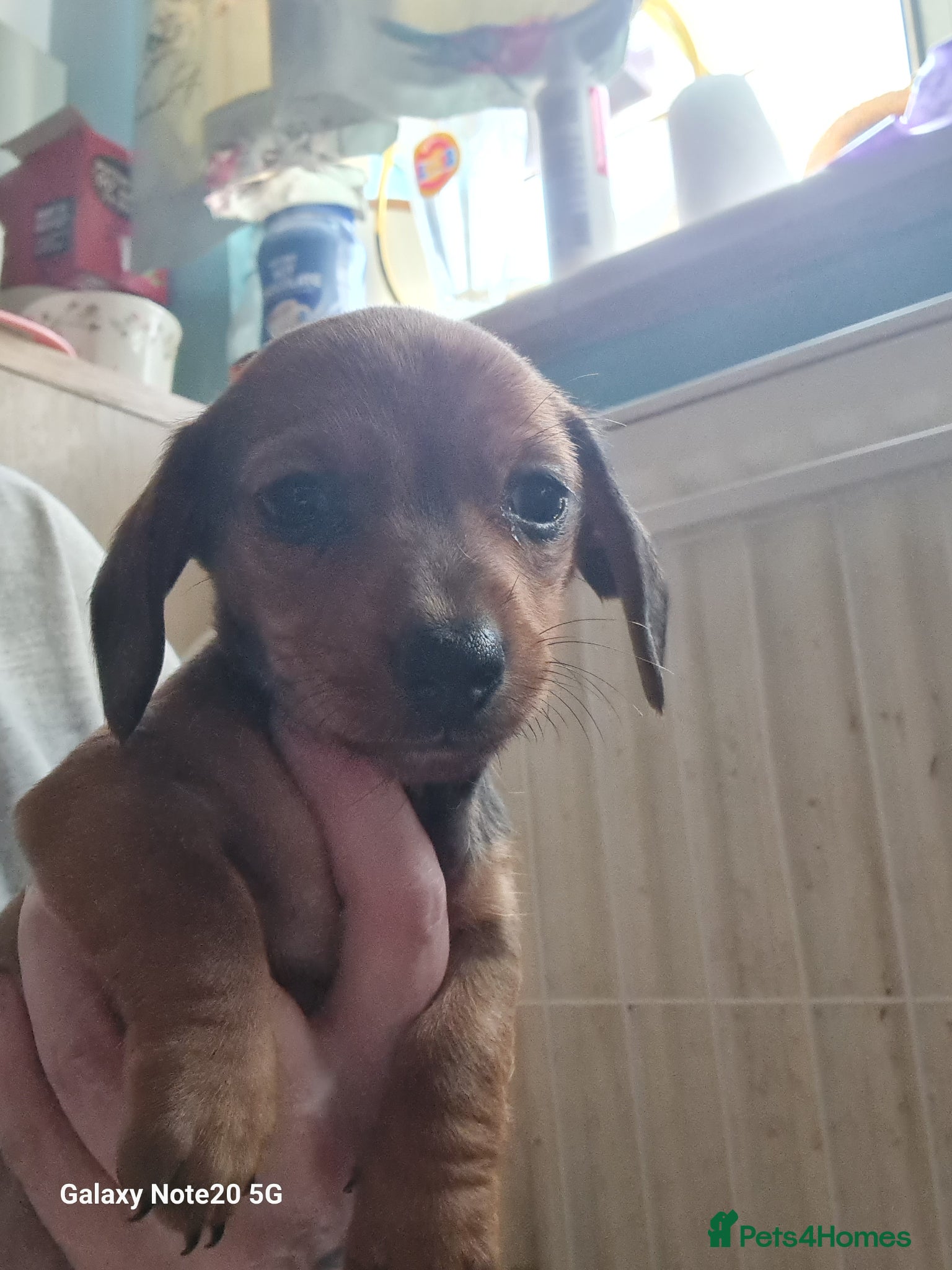 Dachshund dogs Minature daschund beautiful puppies - Advert 4