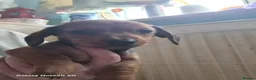 Dachshund dogs for sale: Minature daschund beautiful puppies - Advert 1