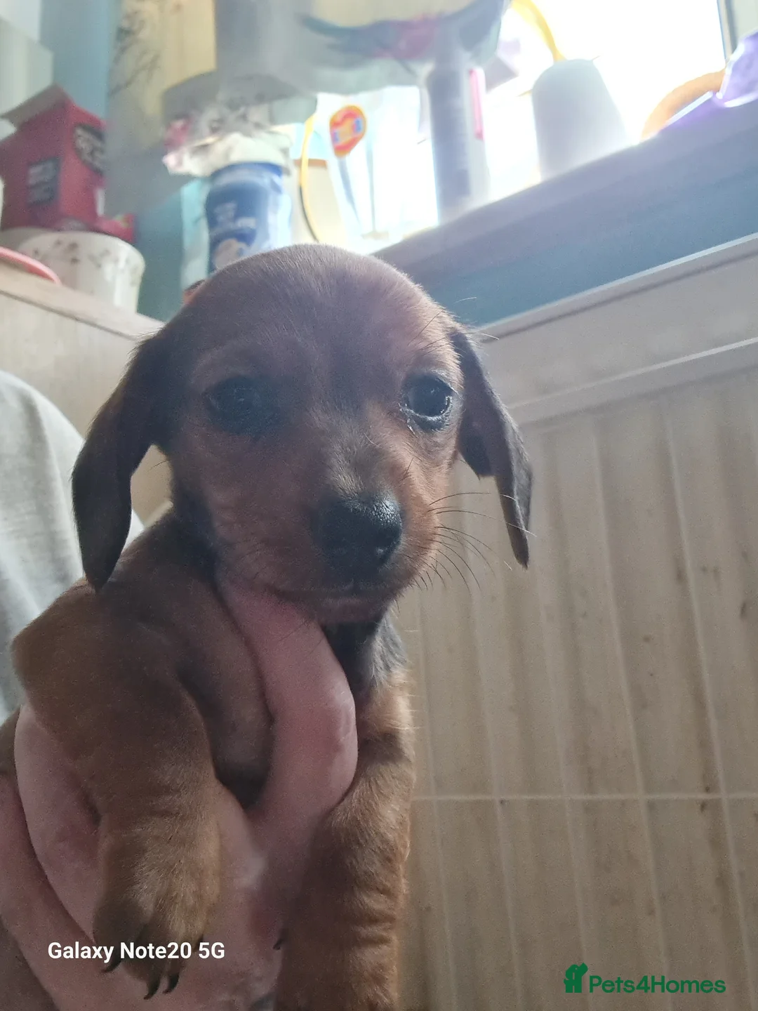Dachshund dogs for sale: Minature daschund beautiful puppies - Advert 1