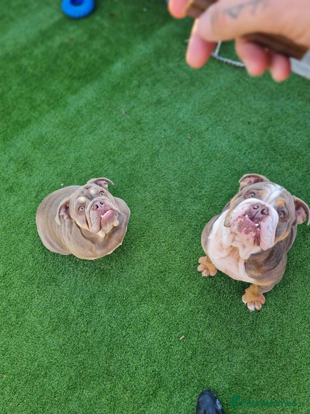 English Bulldog dogs for sale: Dogs for sale - Advert 2