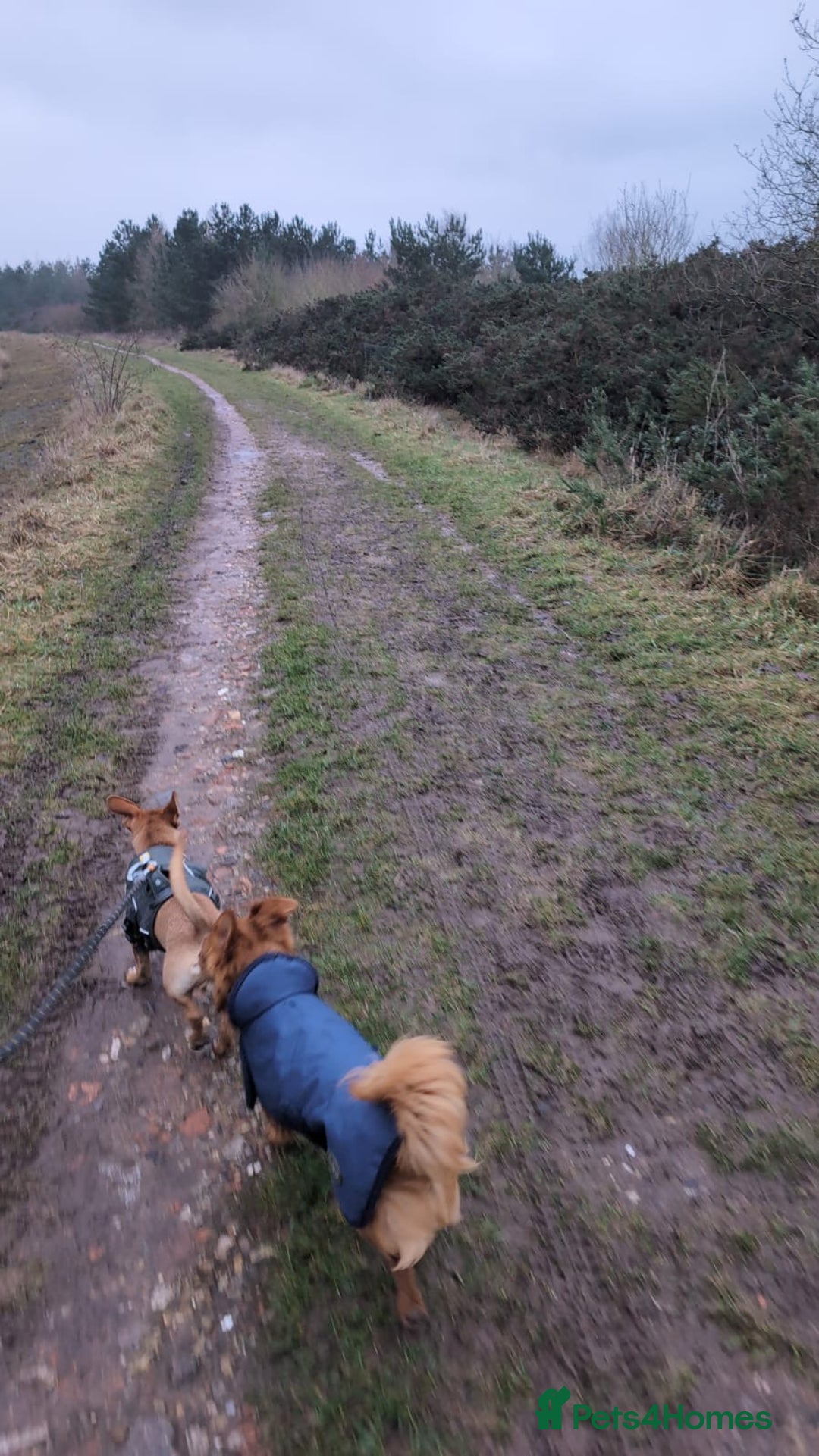 Mixed Breed dogs for sale: Tommy - JackHund  - Advert 2