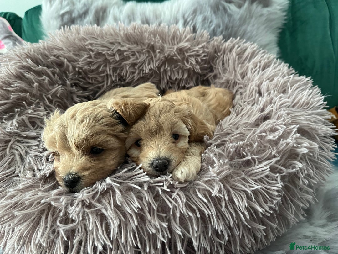 Maltipoo dogs for sale: F1 Beautiful Maltipool Puppies - Advert 4