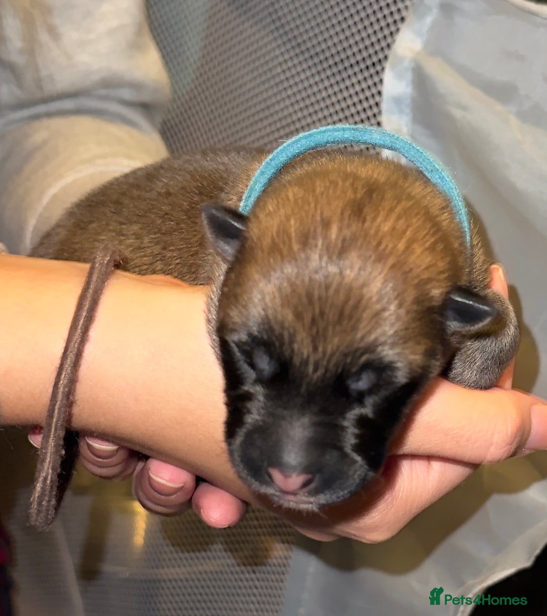 Mixed Breed dogs for sale: Belgian malinois x German Shepherd puppies  - Advert 7