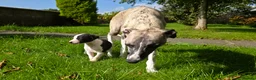 Whippet dogs for sale: 1 Girl Left - KC Whippet Puppies in Aberdeenshire - Advert 23