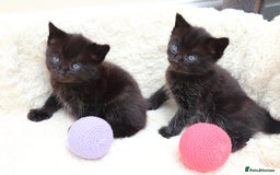 Mixed Breed cats for sale: Beautiful Kittens - Image 9
