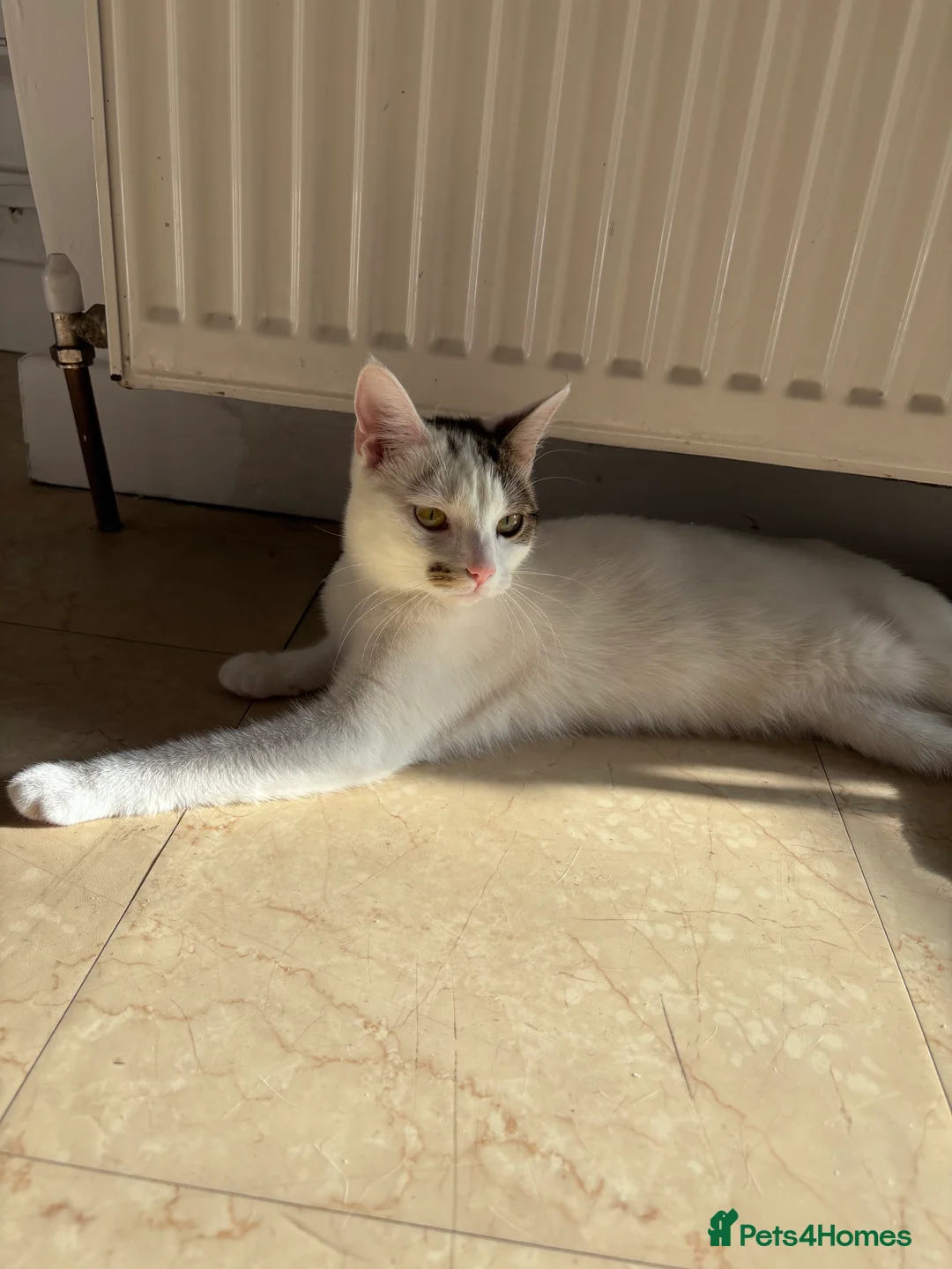 British Shorthair cats for sale: Penny - Advert 2