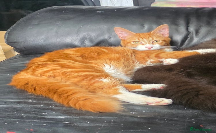 Mixed Breed cats - Advert 1