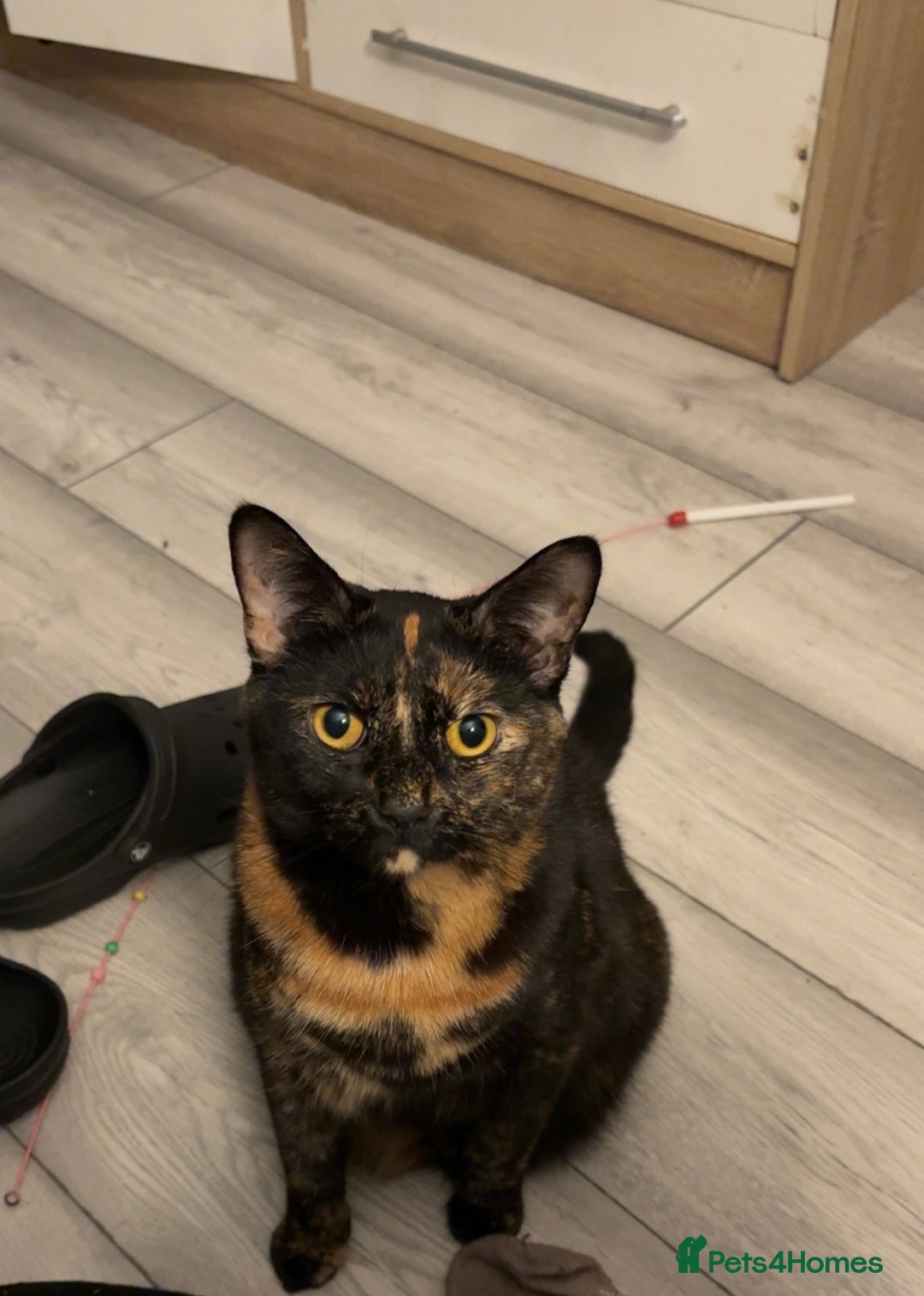 British Shorthair cats for sale: Cat for adoption - free of charge (singular cat) - Advert 2