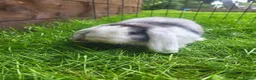 Mini Lop rabbits for sale: Gorgeous Mini lops child friendly  - Advert 9