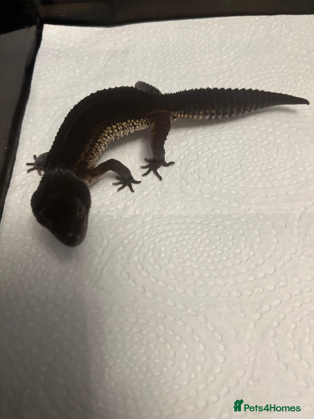Leopard Gecko reptiles for sale: 3 x pure black night leopard geckos - Advert 18