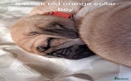 Pug dogs for stud: Casper - Image 8