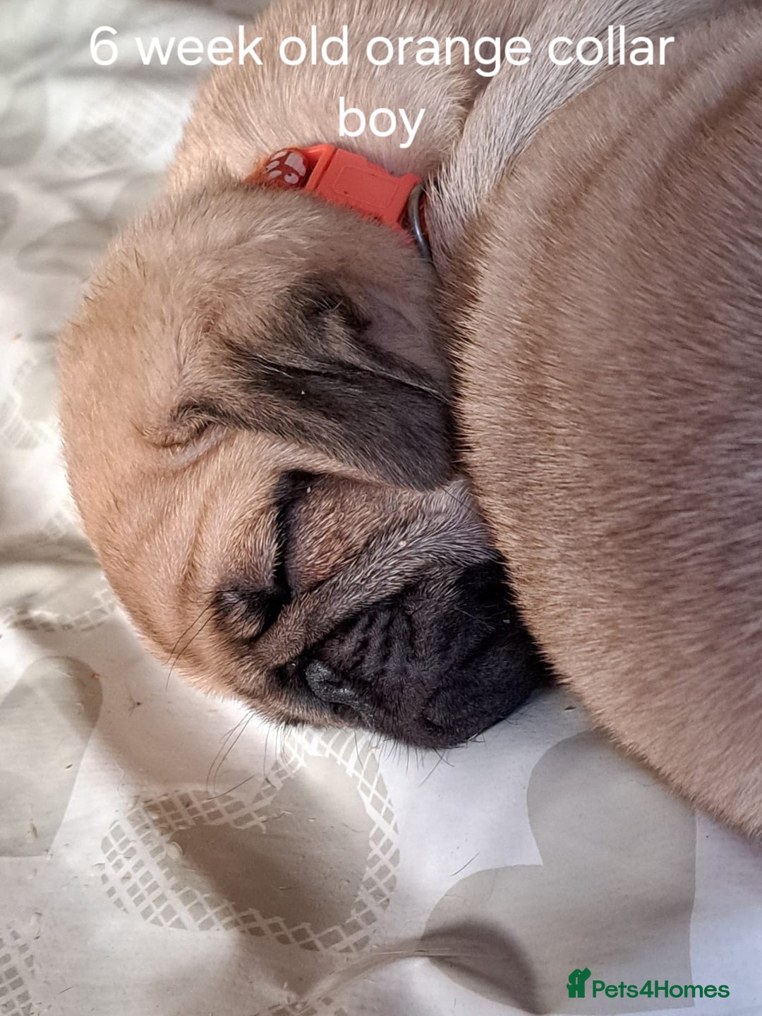 Pug dogs for stud: Casper - Image 8