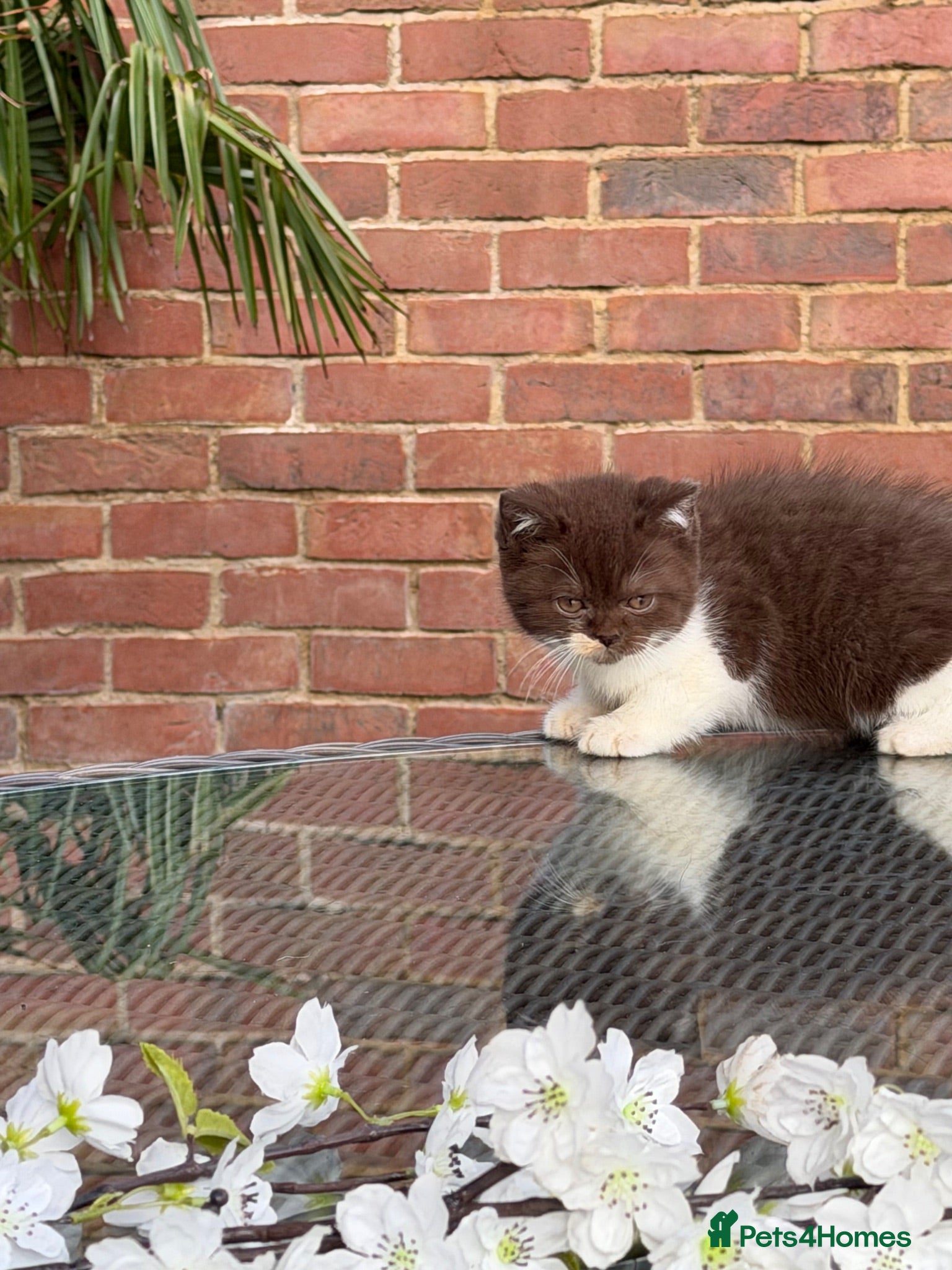 British Shorthair cats FULL PEDIGREE REGISTERED BSH - Advert 1
