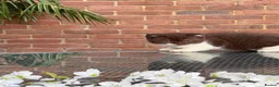 British Shorthair cats for sale: FULL PEDIGREE REGISTERED BSH - Advert 10