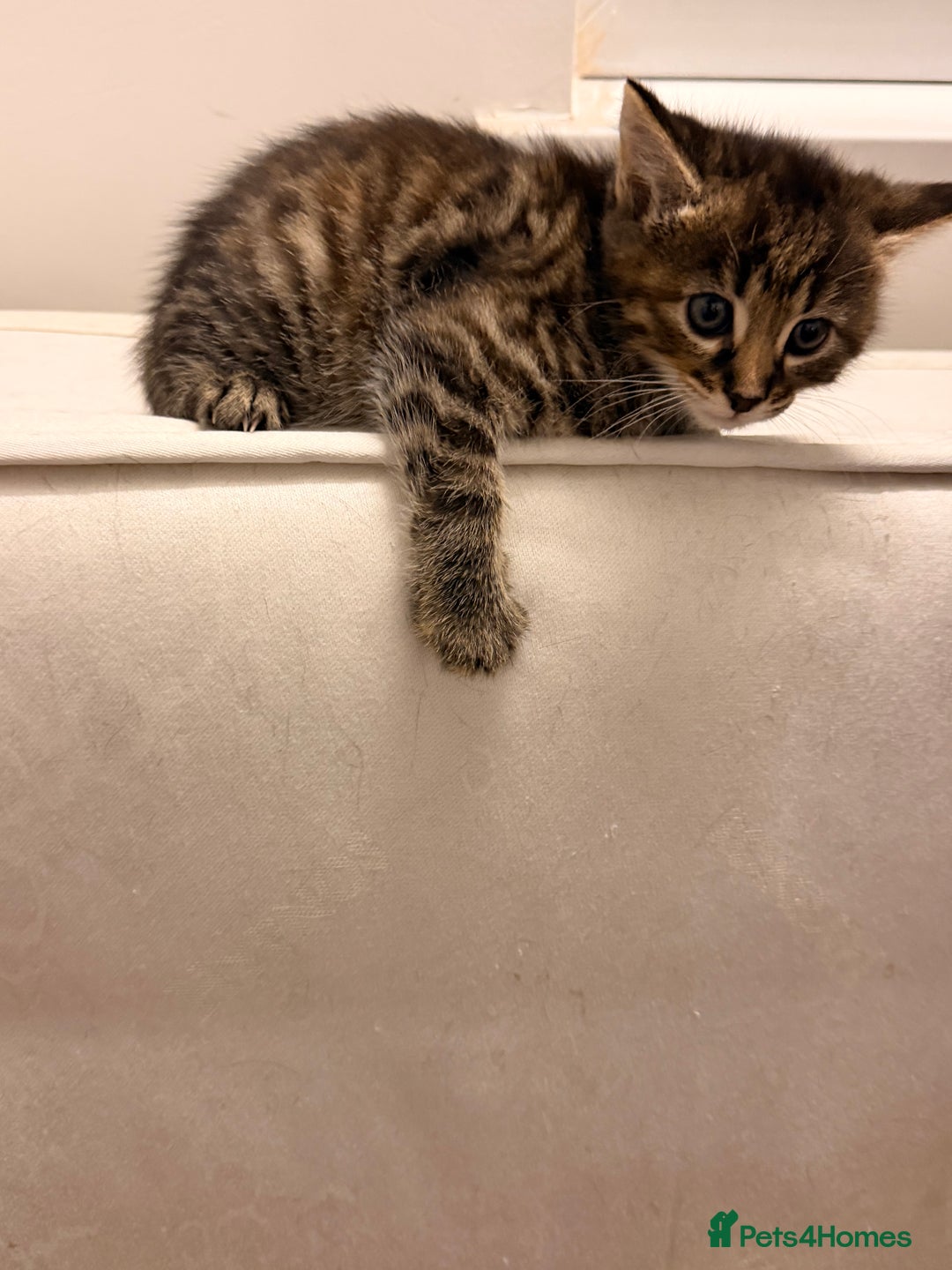 Mixed Breed cats for sale: Two female kittens for sale - Image 7