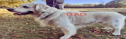 Golden Retriever dogs for sale: Gorgeous Golden Retriever Puppies For Sale - Advert 5